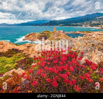 Fiori rossi in fiore sul capo de la pietra con Genoise de la pietra a l'ile-Rousse torre sullo sfondo. Splendida scena estiva dell'isola di Corsica, Franc Foto Stock