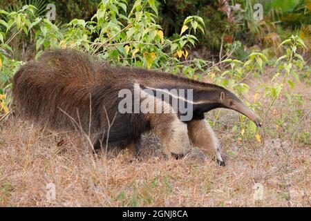 Gigante Anteater, Pouso Alegre, MT, Brasile, settembre 2017 Foto Stock