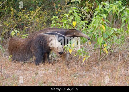 Gigante Anteater, Pouso Alegre, MT, Brasile, settembre 2017 Foto Stock