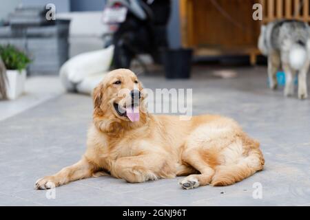 Il simpatico e dorato retriever sta squatting sul pavimento e sorridendo con felicità, un cane felice e amichevole Foto Stock