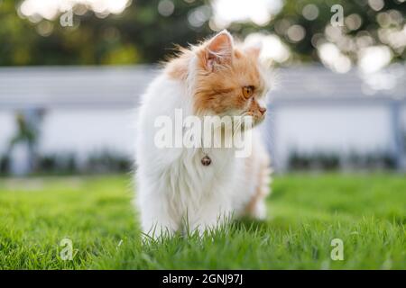 Il gatto persiano carino sta camminando su un campo di erba verde e guardando qualcosa, fuoco selettivo profondità di campo poco profonda Foto Stock