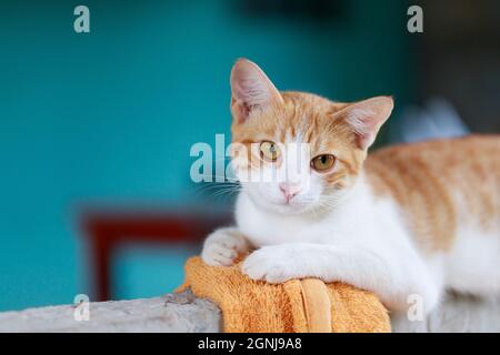 Il simpatico gatto tailandese è squatting, un gatto guardare macchina fotografica, un gatto felice e amichevole Foto Stock