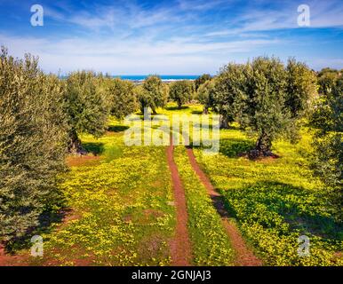 Soleggiata vista sulla sorgente dell'olivo con la vecchia strada di campagna. Splendida scena mattutina della campagna pugliese, Italia, Europa. Bellezza della natura concetto backgro Foto Stock