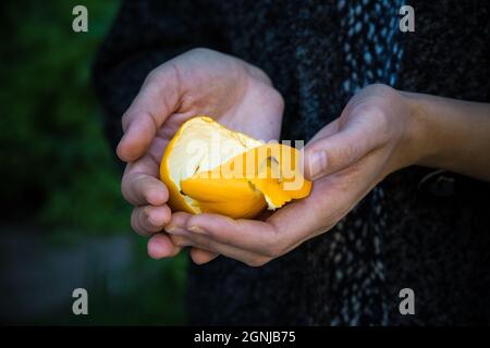 la donna tiene in mano la pelle di arancio pelata Foto Stock