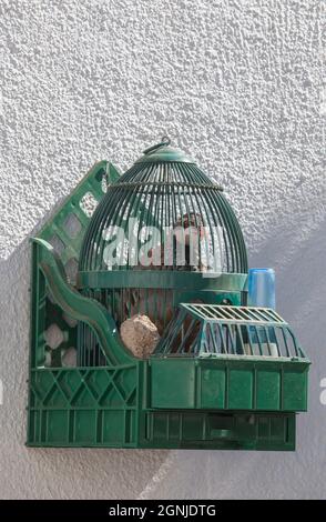 Pernice spagnolo a zampe rosse con un bagno di sole in gabbia, casa rurale all'aperto. Acena de la Borrega, Caceres, Extremadura, Spagna Foto Stock
