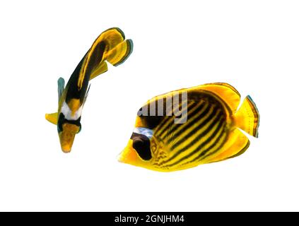 Coppia di pesci farfalla di Raccoon (Chaetodon lunula, a mezzaluna, a forma di luna) isolati su sfondo bianco. Due pesci tropicali neri e y Foto Stock