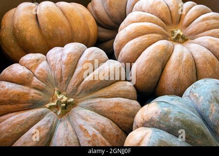 Immagine di sfondo autunnale di diverse zucche Rumbo da vicino. Foto Stock