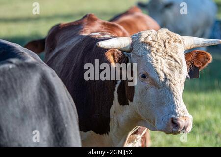 Primo piano di un giovane toro di Hereford cornato in un pascolo con altri tori. Foto Stock