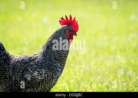 Plymouth Rock gallo con spazio negativo a destra Foto Stock