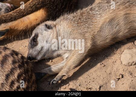 Una vista panoramica di un grazioso, piccolo Meerkat sdraiato a terra Foto Stock