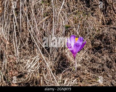 Primo piano dettaglio con un Crocus heuffelianus o Crocus vernus (croco primaverile, croco gigante) fiore viola Foto Stock