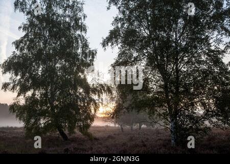 Alberi di betulla nella brughiera di Wahner vicino alla collina di Telegraphen, nebbia mattutina, alba, Troisdorf, Renania settentrionale-Vestfalia, Germania. Birken in der Wahner Heide n Foto Stock