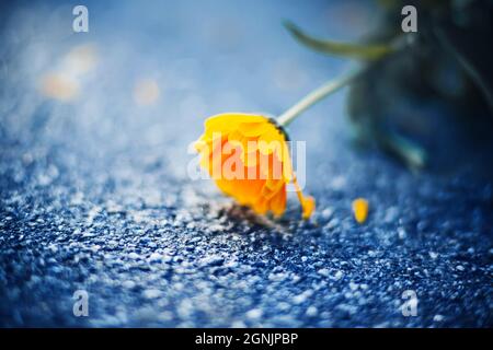 Un delicato e bello fiore di calendula con petali gialli piegati sull'asfalto, petali che cadono. Fiori medicinali ed erbe. Natura. Foto Stock