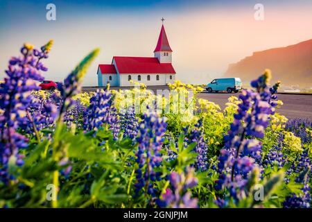 Spettacolare vista mattutina di Vikurkirkja (Chiesa di Vik i Myrdal), Vik posizione. Magnifica scena estiva dell'Islanda con campo di fiori lupini in fiore Foto Stock