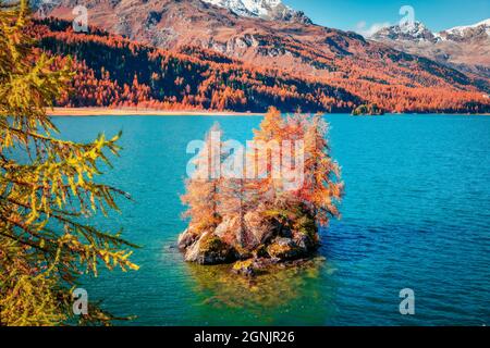 Piccola isola sul Lago di Sils (Silsersee). Incantevole vista mattutina delle Alpi svizzere, della regione di Maloja, dell'alta Engadina, della Svizzeraione, dell'Europa. Picchi innevati luminosi su Foto Stock