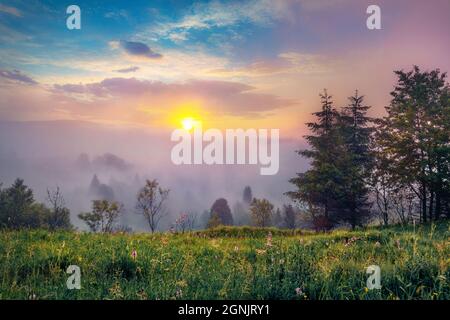 Misty alba nella foresta di montagna. Nebbia rosa che brilla tutto sulla valle di montagna. Impressionante scena mattutina delle montagne dei Carpazi, Ucraina. Abbellito Foto Stock