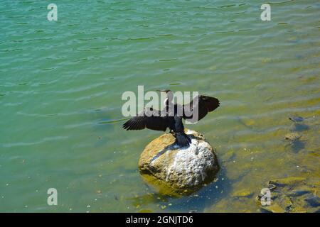 Grande cormorano - Phalacrocorax carbo, ali aperte per asciugare dopo la pesca su una pietra Foto Stock