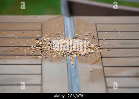Gli uccelli e gli scoiattoli si nutrono su un tavolo in un campeggio nel Regno Unito Foto Stock