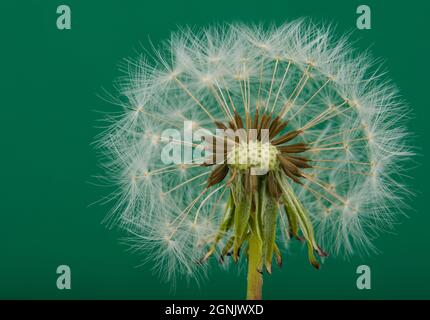 Chiuso Bud di un dente di leone su sfondo verde. Concetto di collaborazione Foto Stock