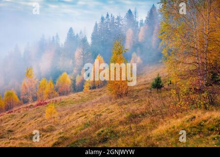 Fotografia di paesaggio. Bassa nuvola nella foresta di montagna. Vista autunnale cupa delle montagne dei Carpazi. Splendida scena mattutina della Valle di montagna Foto Stock