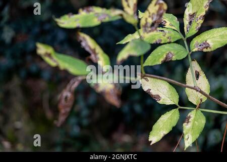 Bush giardino o arbusto morente foglie tardo autunno primo piano senza persone Foto Stock
