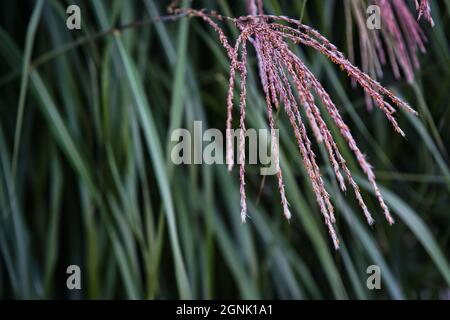 Un primo colpo di erba d'argento cinese (Miscanthus sinensis) con sfondo verde Foto Stock