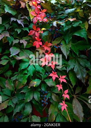 Bella brillante autunno modello di foglie viventi di diversi colori Foto Stock