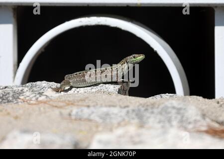 Verde lucertola siede sulle rocce e crogiolarsi al sole. Foto Stock