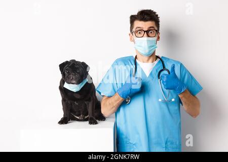 Divertente cane nero pug indossare maschera medica, seduto vicino bel medico veterinario mostrando pollici-up, sfondo bianco Foto Stock