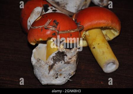 Amanita Caesarea fungo, noto anche come Caesar fungo. Funghi forestali su un tavolo di legno marrone Foto Stock