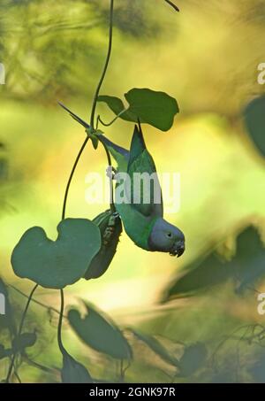 Parakeet di Layard (Psittacula caltropae) alimentazione femminile adulta da vite fruttata (endemica dello Sri Lanka) Sri Lanka Dicembre Foto Stock