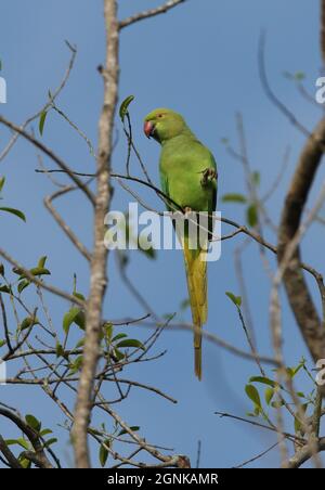 Parakeet rosa (Psittacula krameri manillensis) femmina adulta arroccata in foglie di cibo dell'albero Sri Lanka Dicembre Foto Stock