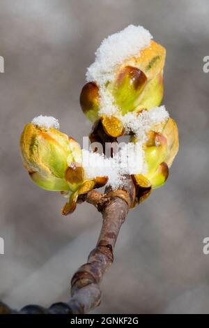 Cavallo Chestnut neve germoglio Foto Stock