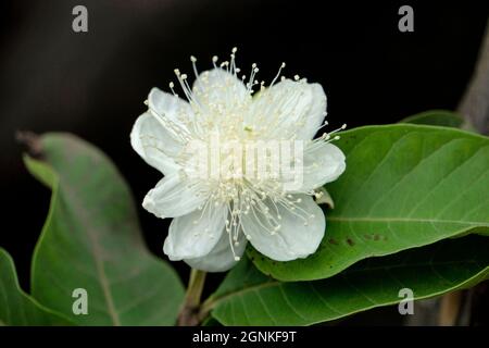 Mela matura guava fiore, Psidium guajava, Satara, Maharashtra, India Foto Stock