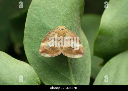 Fulgoridae planthopper, Poiocera pandora, Satara, Maharashtra, India Foto Stock