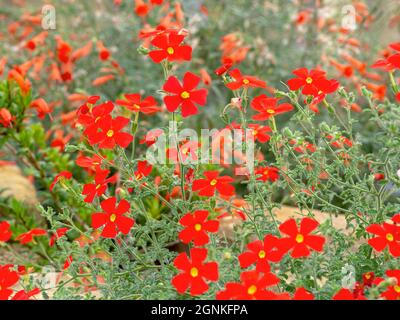 Graziosi fiori rossi di flox cremisi, berga Jamesbrittenia Foto Stock