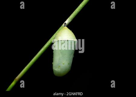 Pupa di farfalla tigre semplice, Danaus chrysippus, Satara, Maharashtra, India Foto Stock