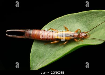 Donna comune auricolare, Forficula auricaria, Satara, Maharashtra, India Foto Stock