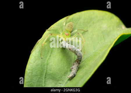 Ragno di granchio verde, specie di Oxytate, Satara, Maharashtra, India Foto Stock