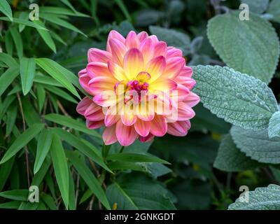 Bellissimo fiore Dahlia circondato da piante verdi in un giardino Foto Stock