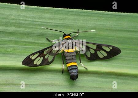 Wasp mimic moth, Satara, Maharashtra, India Foto Stock
