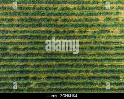 Vista dall'alto dei frutteti con alberi di mela. Belle linee regolari di alberi verdi freschi dall'alto. Foto Stock
