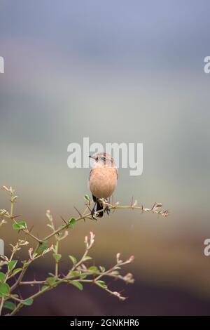 stonechat siberiano femminile o stonechat asiatico, Saxicola maurus, Satara, Maharashtra, India Foto Stock