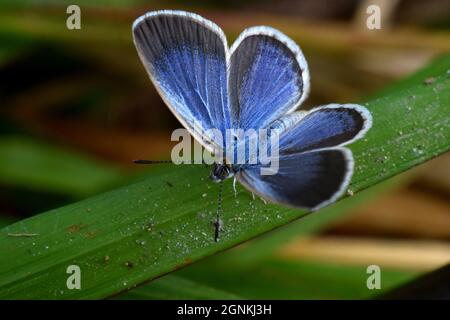 Una piccola farfalla blu d'erba arroccata sull'erba verde. Zizina otis. Foto Stock