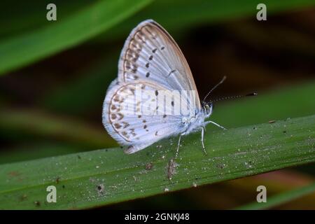 Una piccola farfalla blu d'erba arroccata sull'erba verde. Zizina otis. Foto Stock