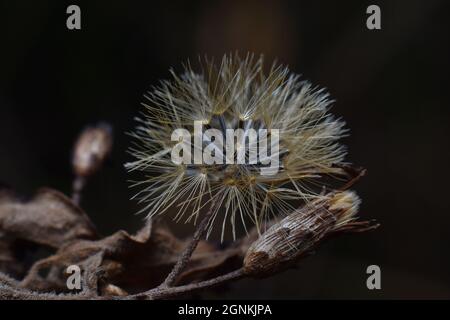 Primo piano di foto di fiore di filo di gallone comune seme essiccato. Chromolaena sp. Foto Stock