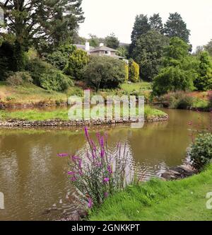 Marwood Hill Gardens nel Devon nord a fine estate inizio autunno Foto Stock