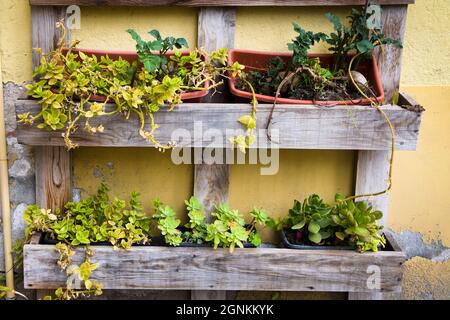 Pentole con piante in una piantatrice di legno fatta da un vecchio pallet di legno Foto Stock