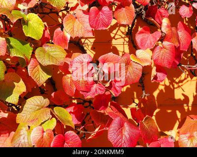 Belle foglie di vite rosse e arancioni all'inizio dell'autunno Foto Stock