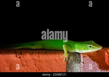 Un'anola verde (Anolis carolinensis) si arrampica lungo una parete di mattoni, 24 ottobre 2015, a Coden, Alabama. Foto Stock